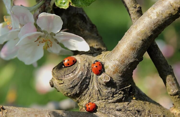 Kirjoita kesäruno!✨🦋🐞🐌🦗