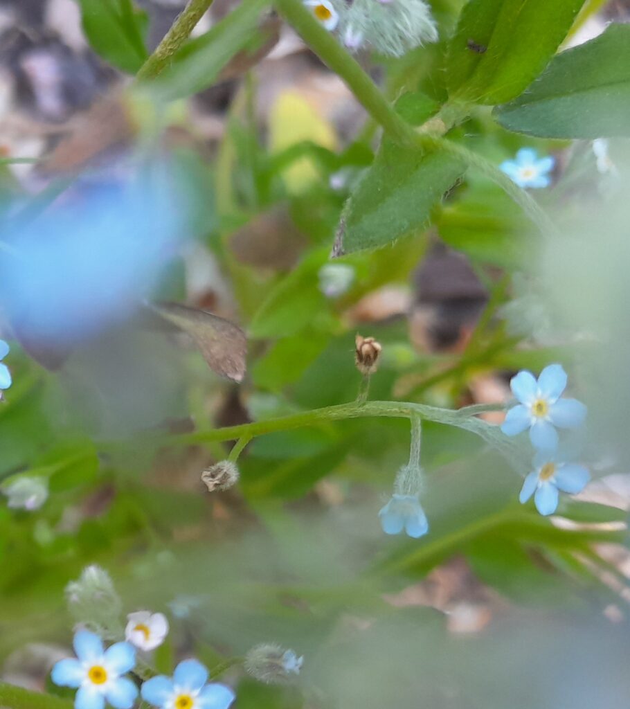 Lähikuva sinisistä kukista