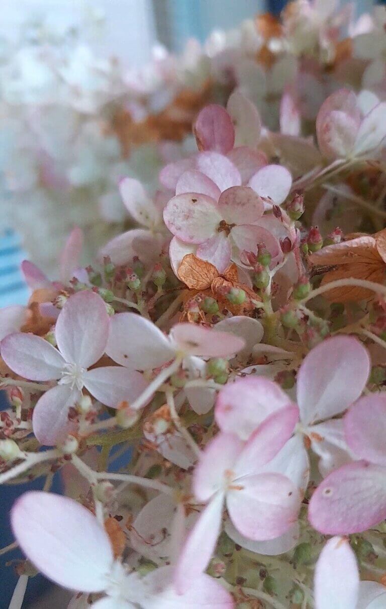 花 はな  と ピンク